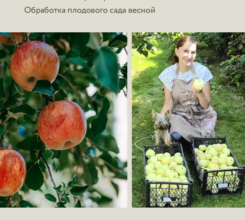 Подарок: Гайд: Обработка плодового сада весной (в электронном виде)