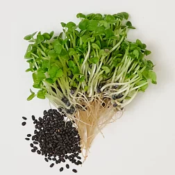 Семена "Моя микрозелень" Базилик